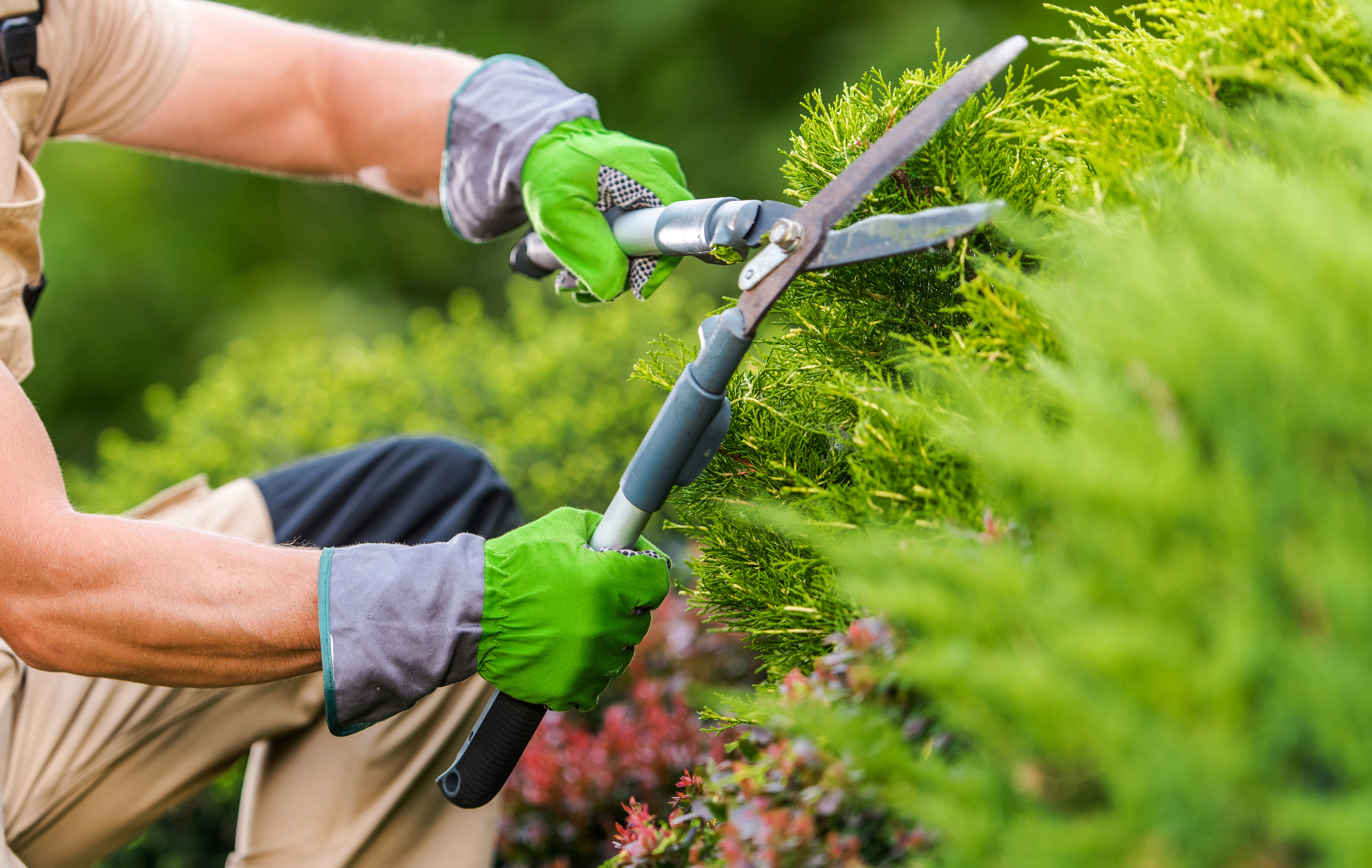 Caucasian,Gardener,In,His,40s,Trimming,Plants,Using,Professional,Commercial Caucasian,Gardener,In,His,40s,Trimming,Plants,Using,Professional,Commercial