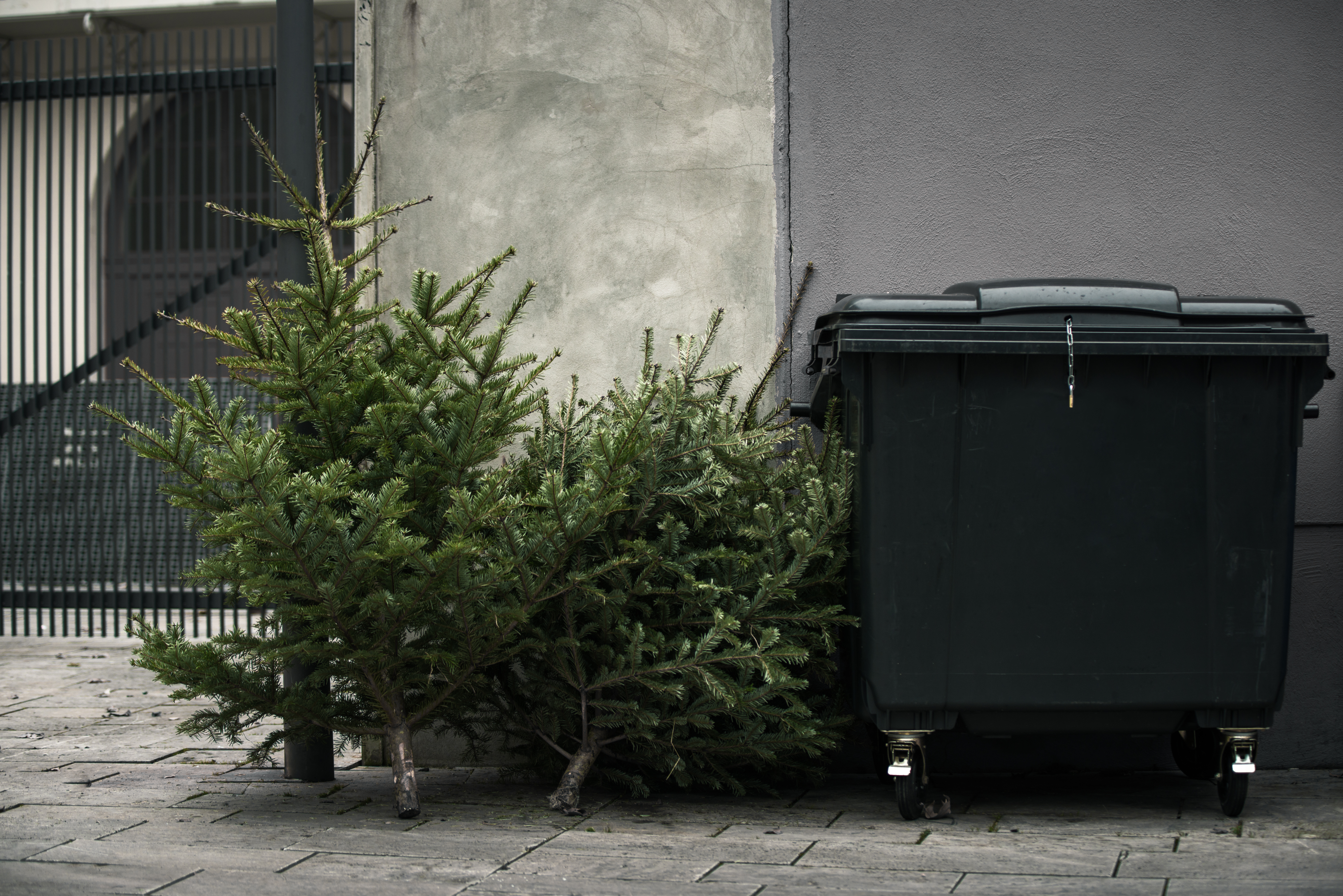 Two,Old,Christmas,Trees,Thrown,Away,Next,To,A,Trashcan