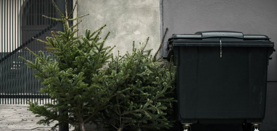 Two,Old,Christmas,Trees,Thrown,Away,Next,To,A,Trashcan